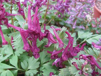 Corydalis solida 'Purple Bird'